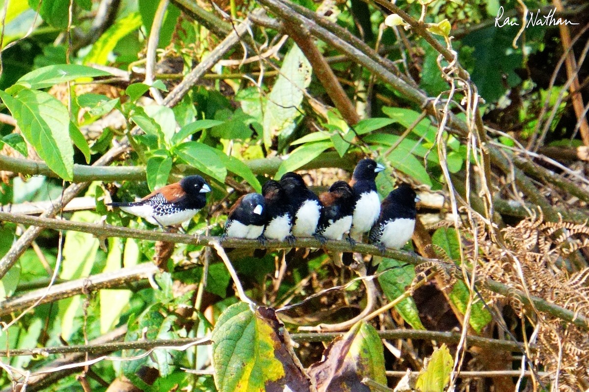 Black-and-white Mannikin - ML650996096