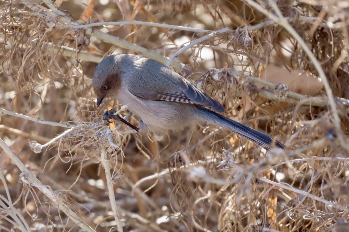 Bushtit - ML650996101