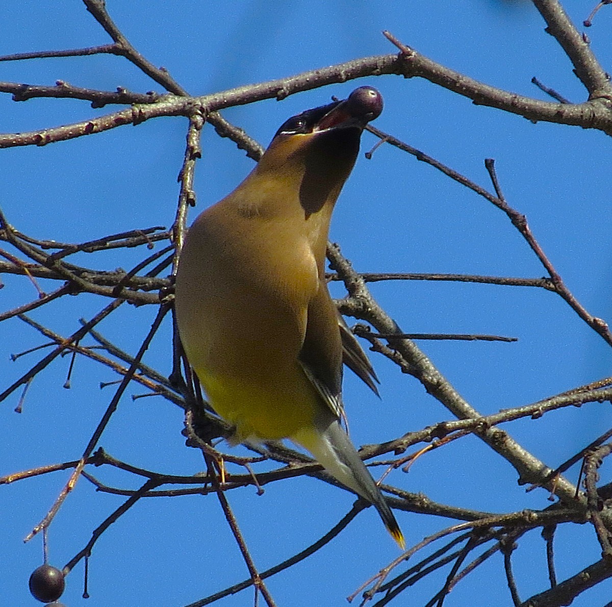 ציצנית אמריקנית - ML650996153