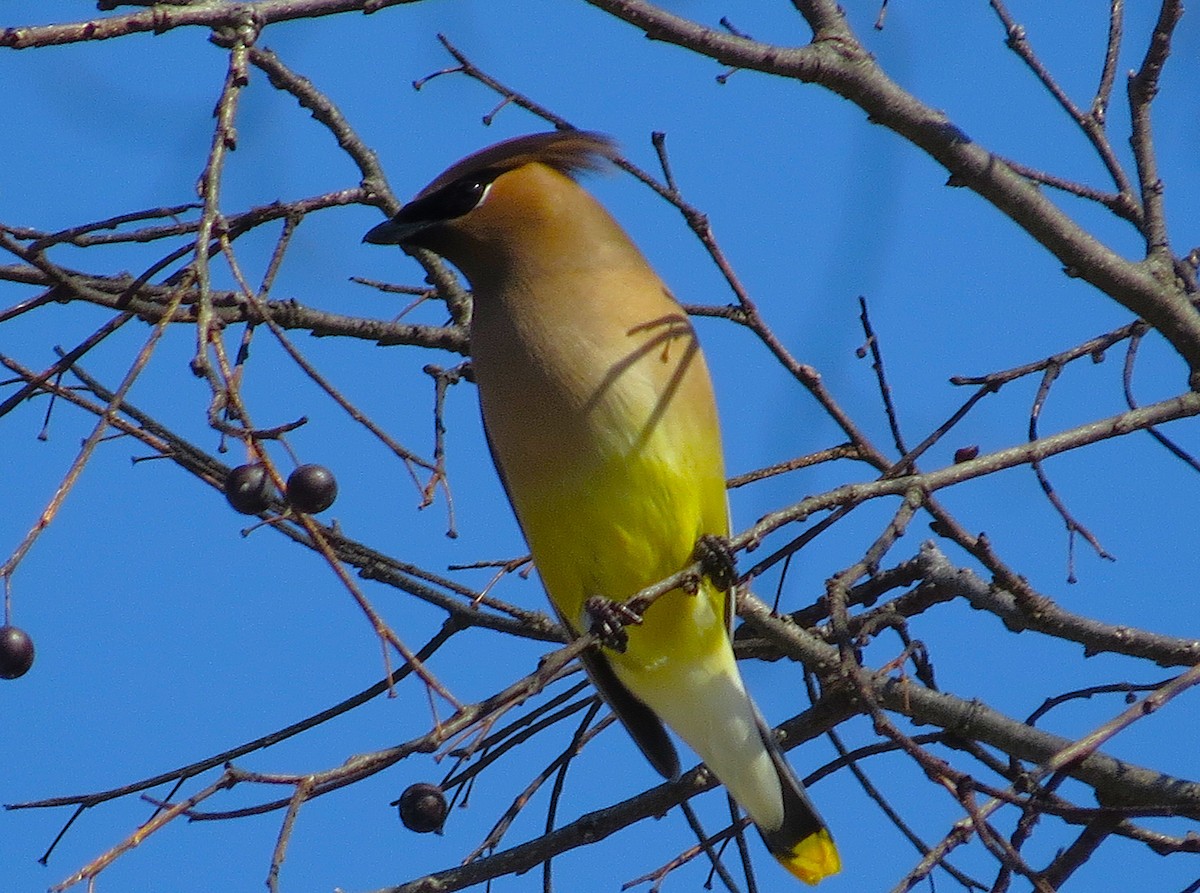 ציצנית אמריקנית - ML650996154