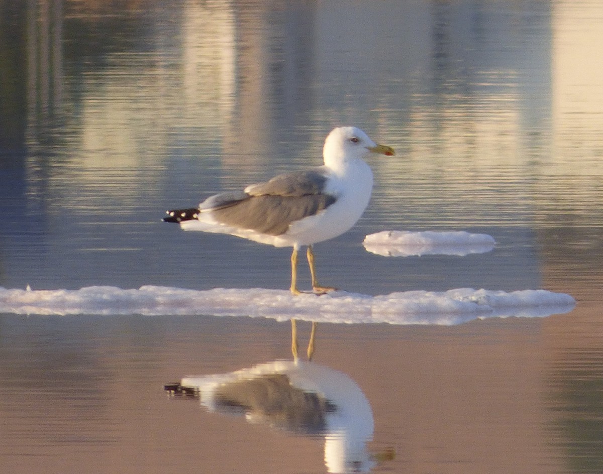 Heringsmöwe (Barabamöwe) - ML650996227