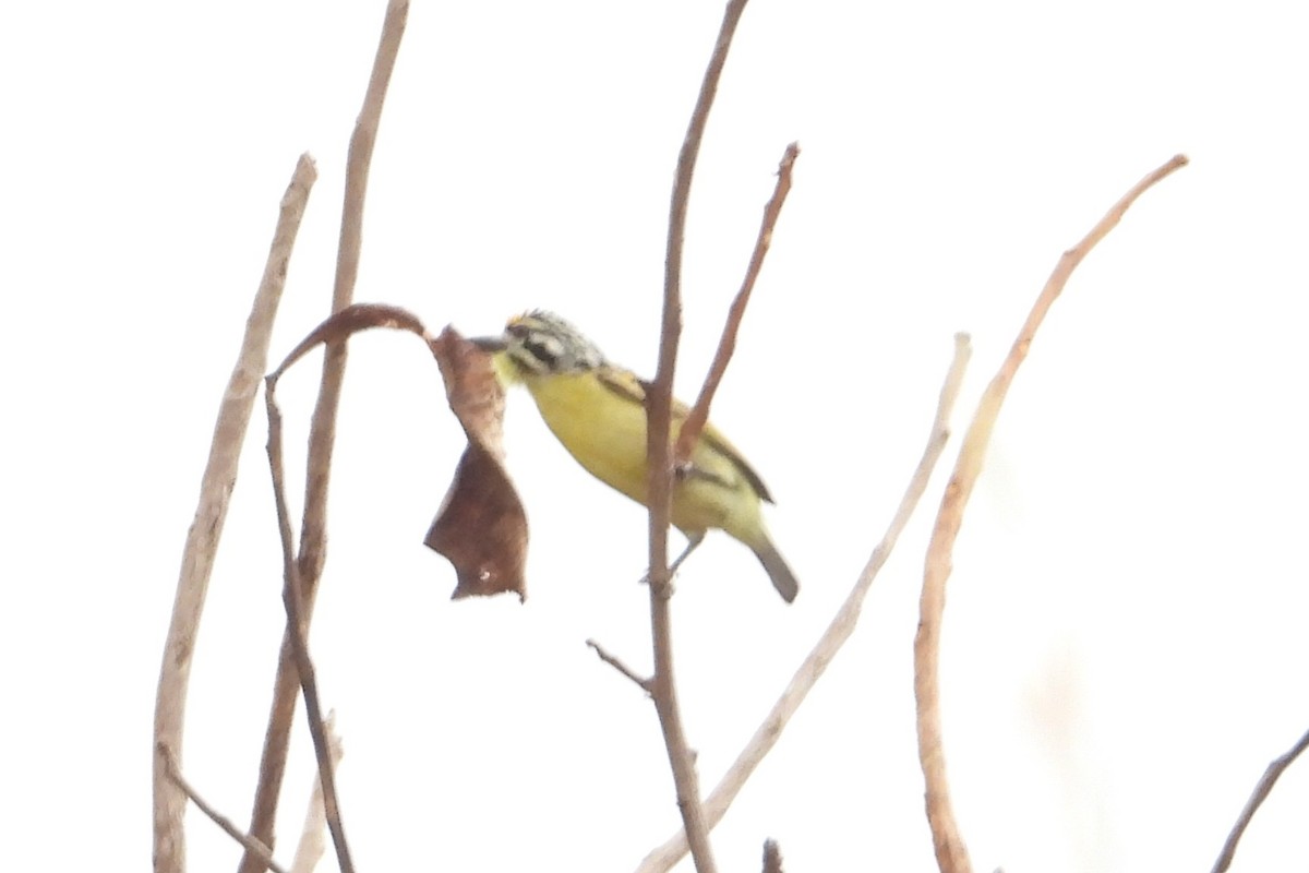 Yellow-fronted Tinkerbird - ML650996260