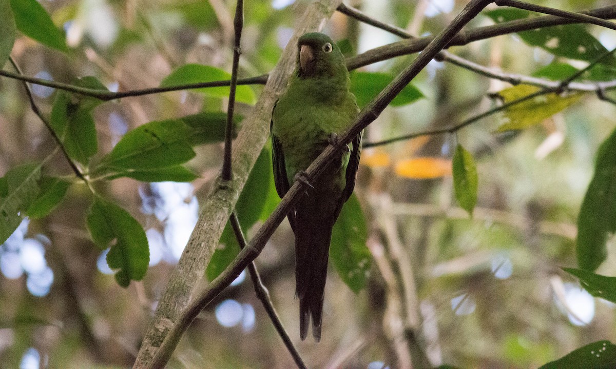 White-eyed Parakeet - ML65099631