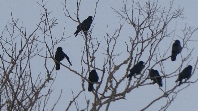 ウオガラス - ML650996383