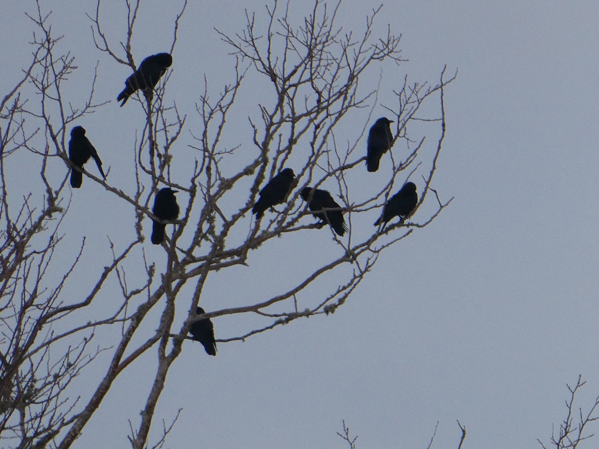 ウオガラス - ML650996403