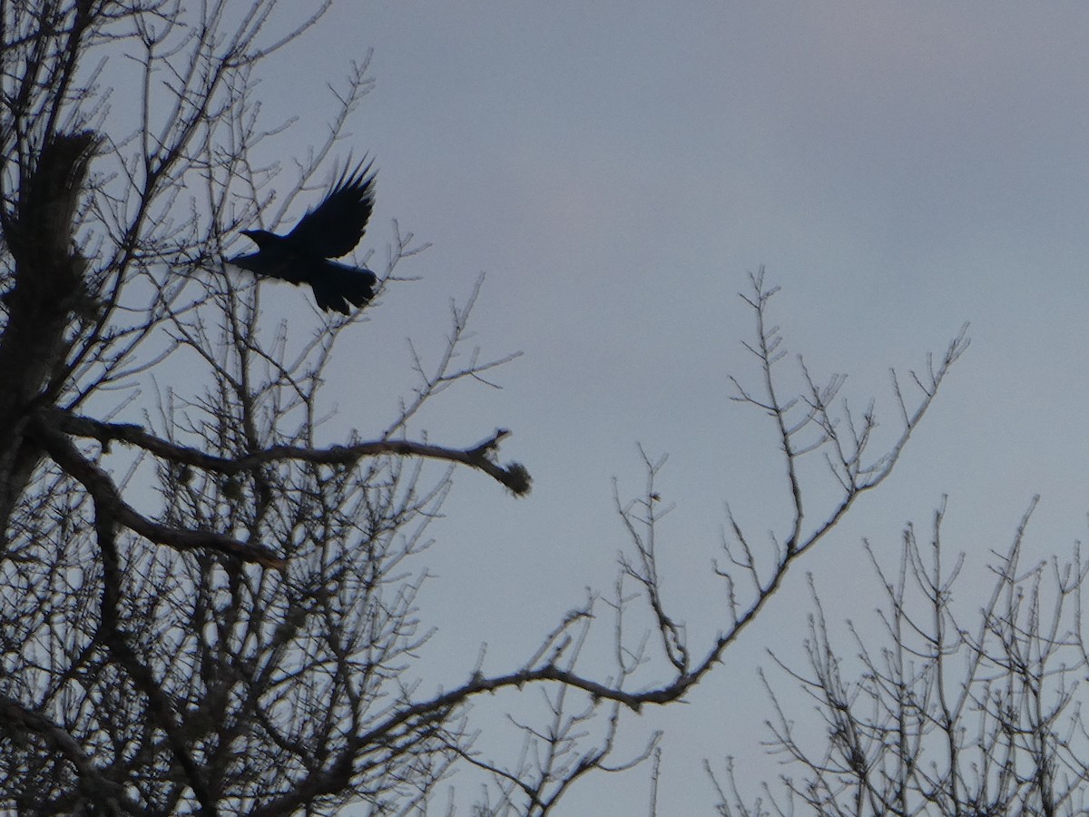 ウオガラス - ML650996420