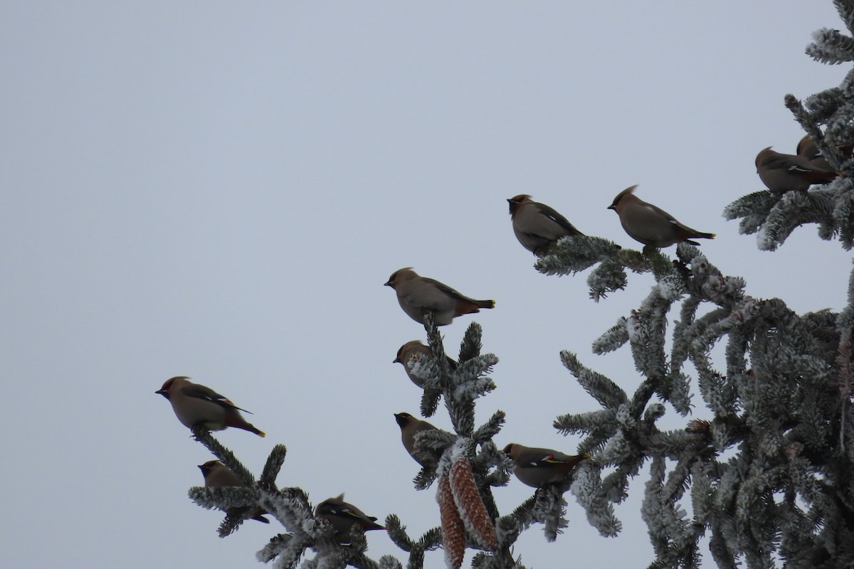 Bohemian Waxwing - ML650996435