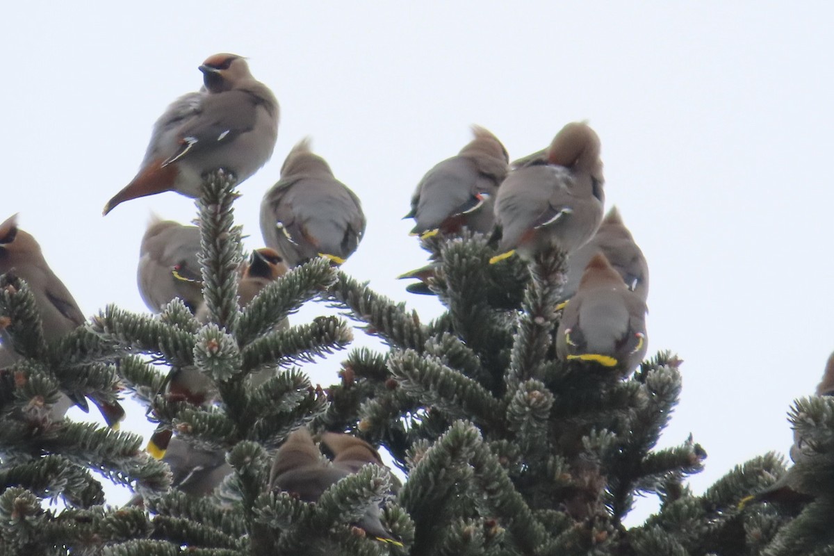 Bohemian Waxwing - ML650996436