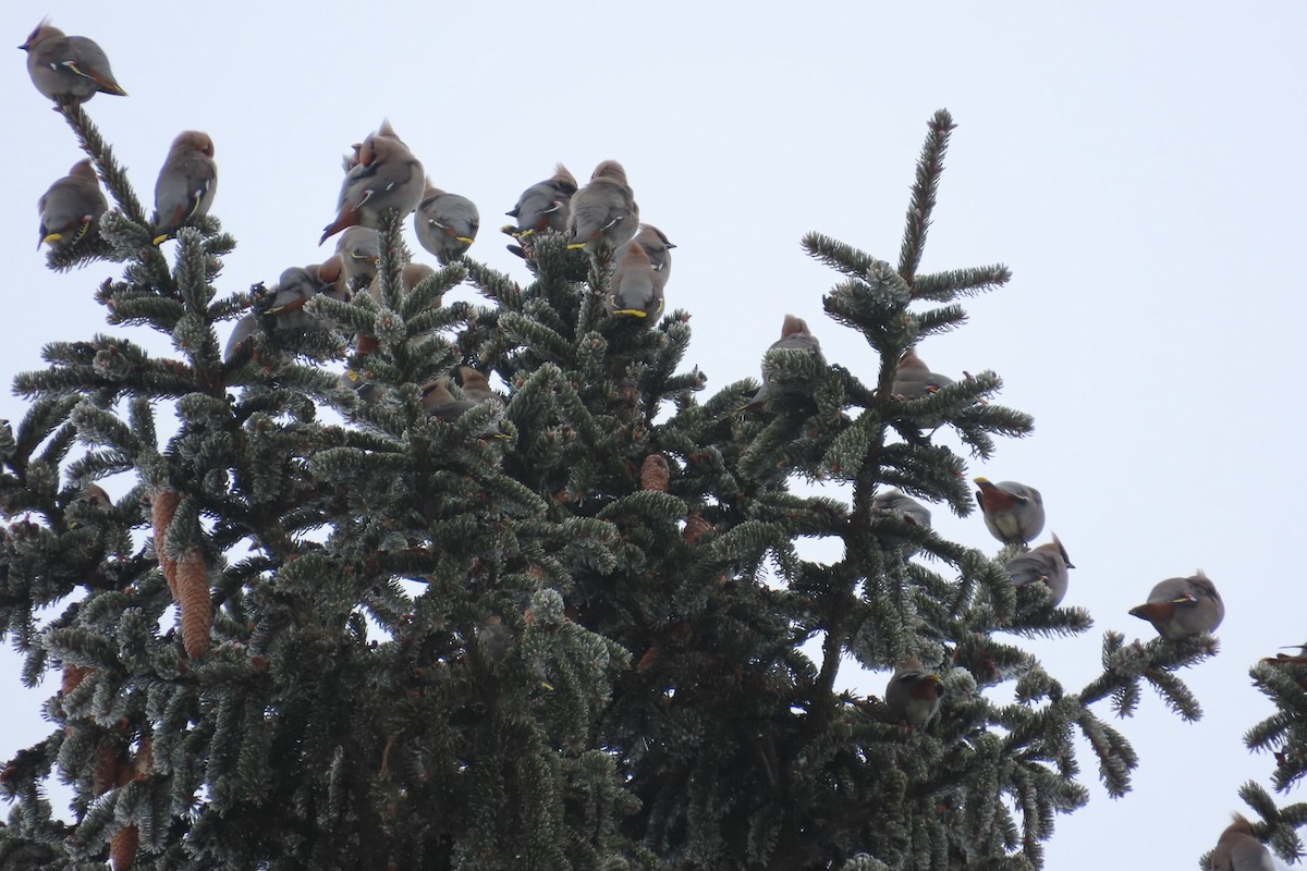 Bohemian Waxwing - ML650996437