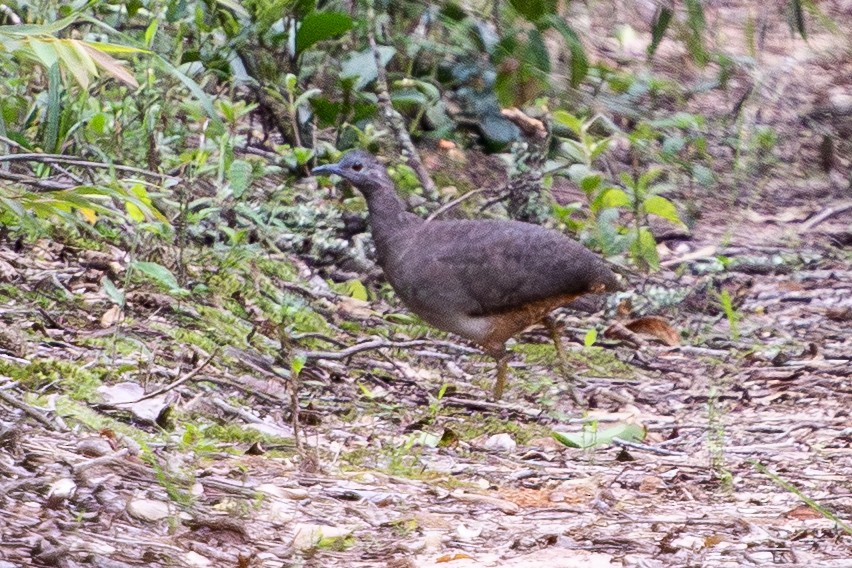 Undulated Tinamou - ML650996440