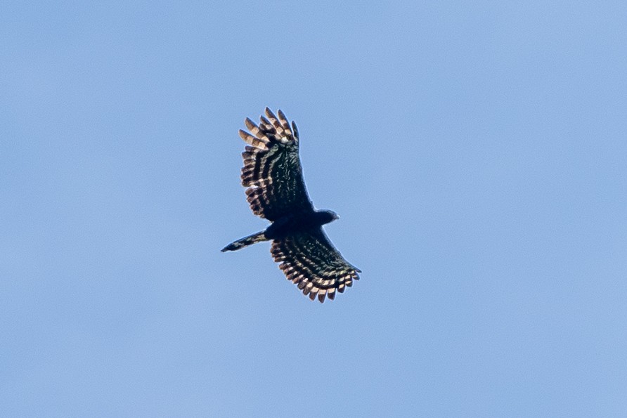 Black Hawk-Eagle - ML650996475