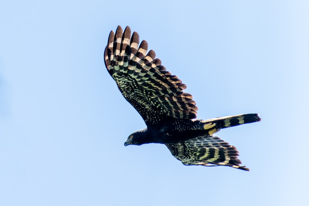 Black Hawk-Eagle - ML650996476