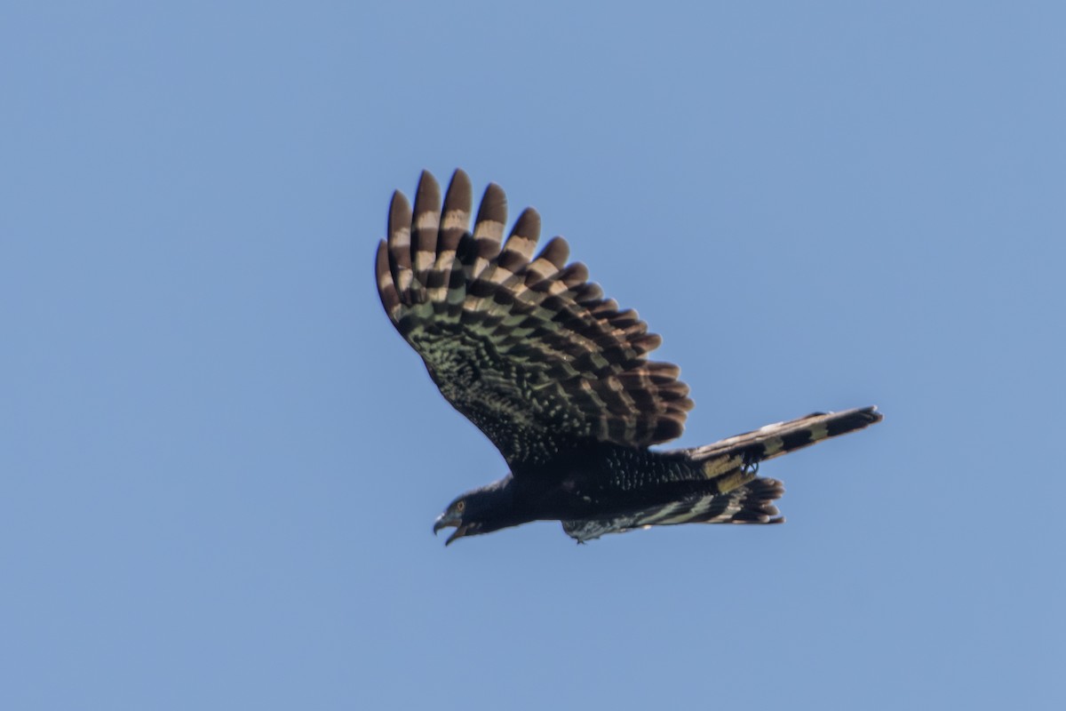 Black Hawk-Eagle - ML650996477