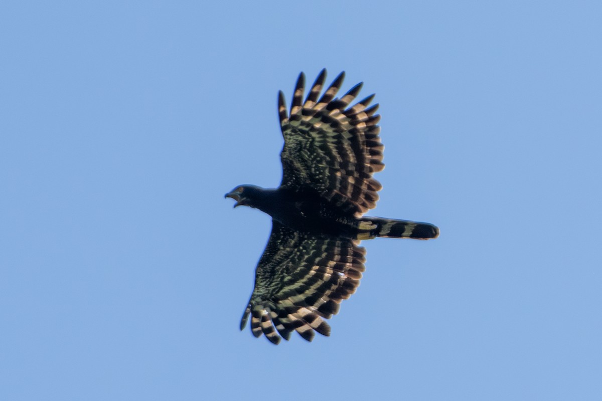 Black Hawk-Eagle - ML650996478