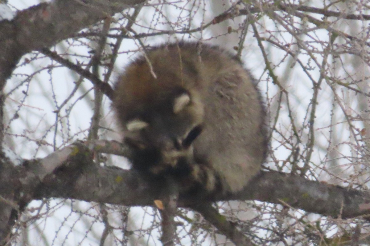 Raccoons - ML650996496