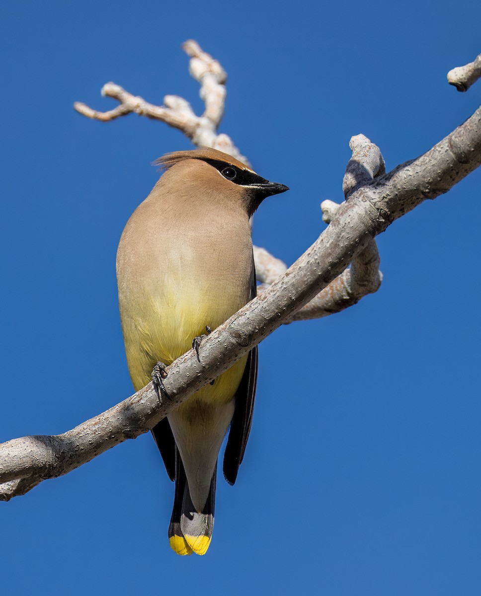 ציצנית אמריקנית - ML650996501