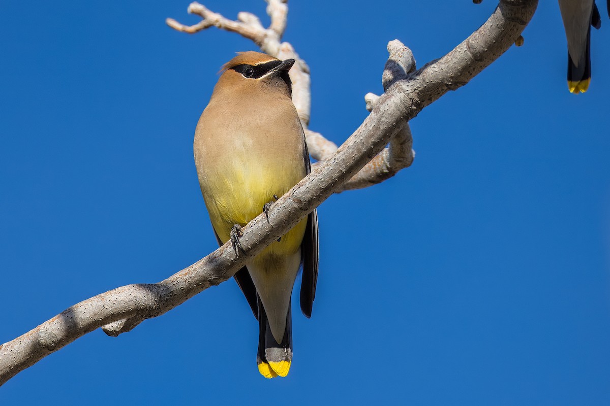 ציצנית אמריקנית - ML650996506
