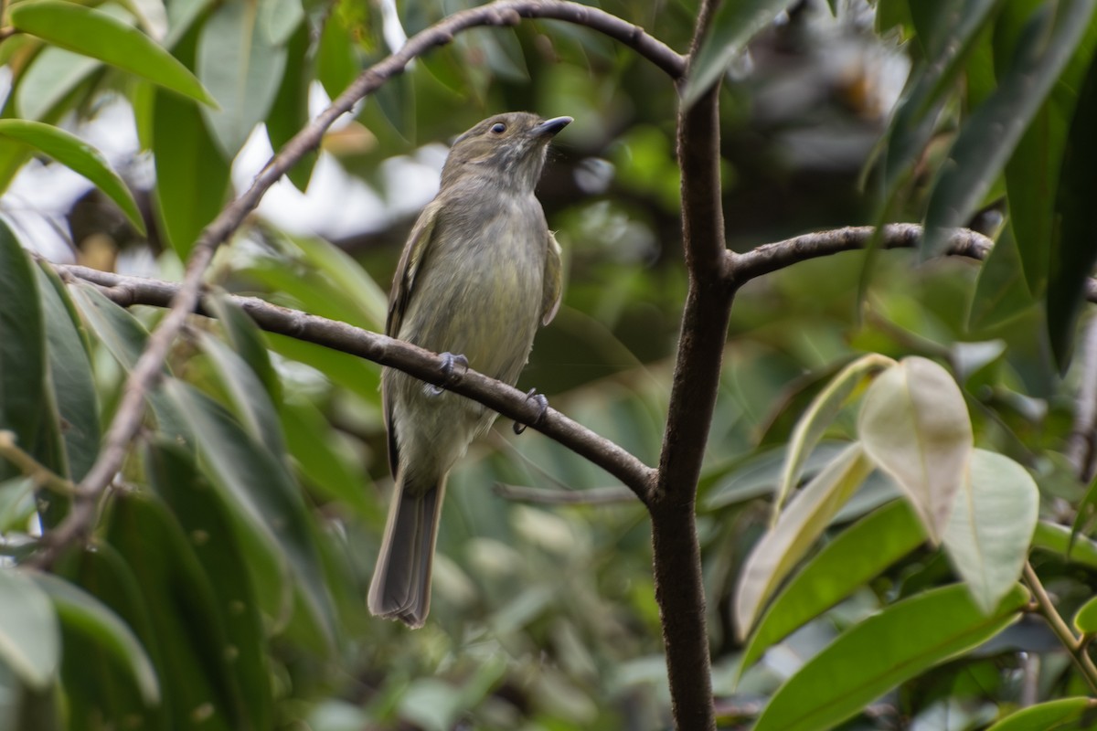 Pale-bellied Tyrant-Manakin - ML650996509