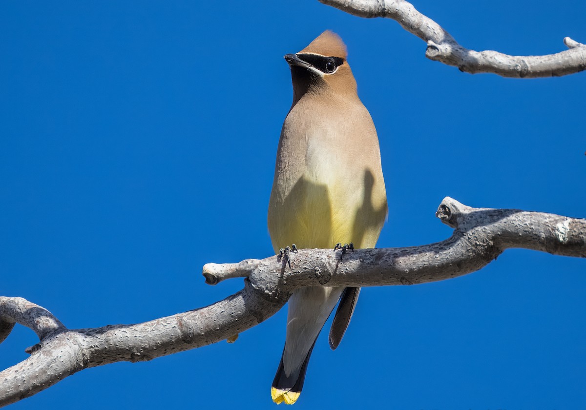 ציצנית אמריקנית - ML650996511