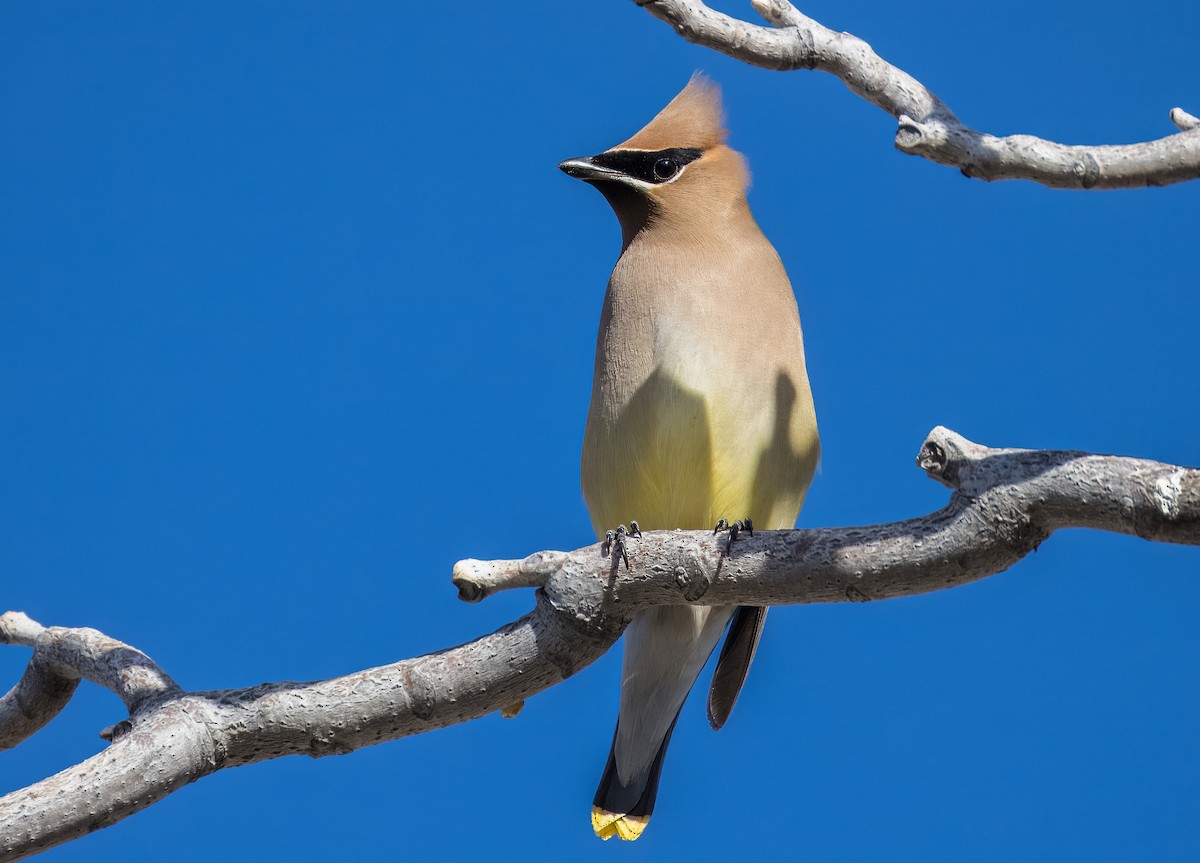 ציצנית אמריקנית - ML650996512
