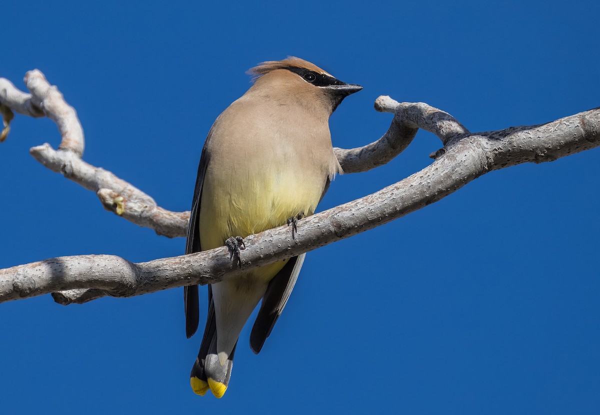 ציצנית אמריקנית - ML650996514