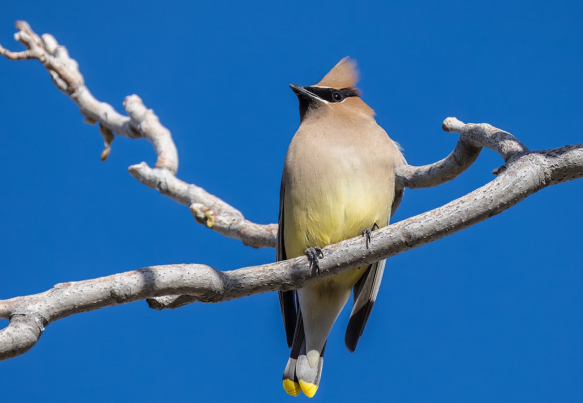 ציצנית אמריקנית - ML650996515