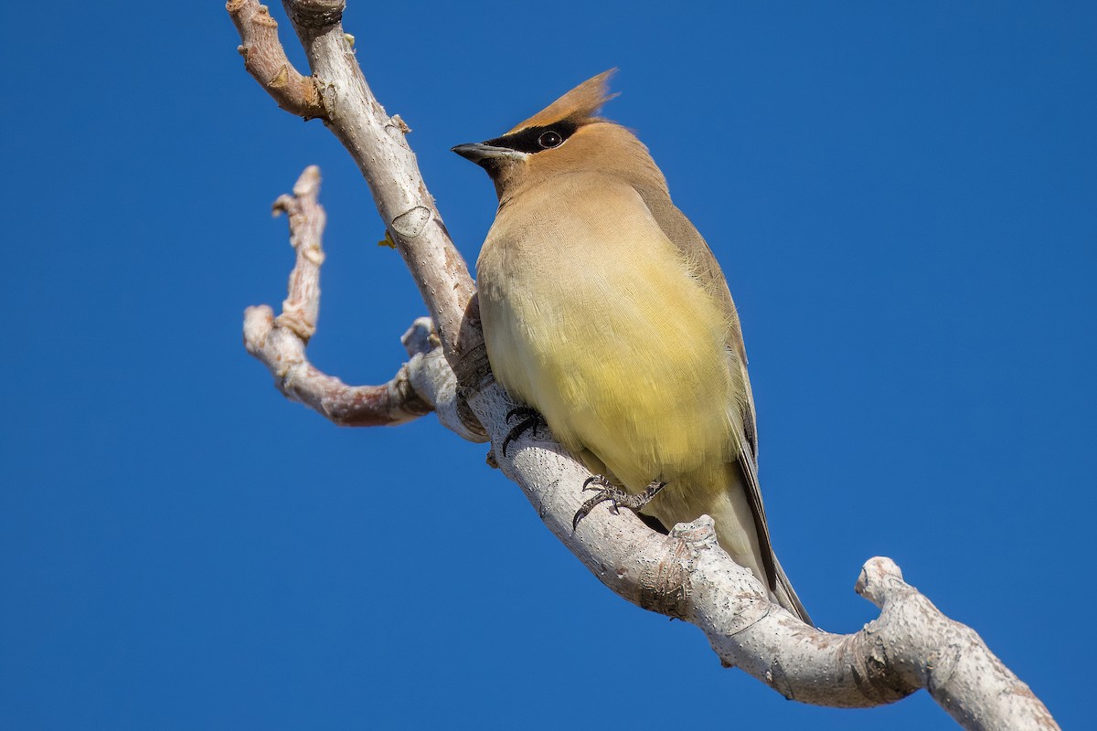 ציצנית אמריקנית - ML650996517