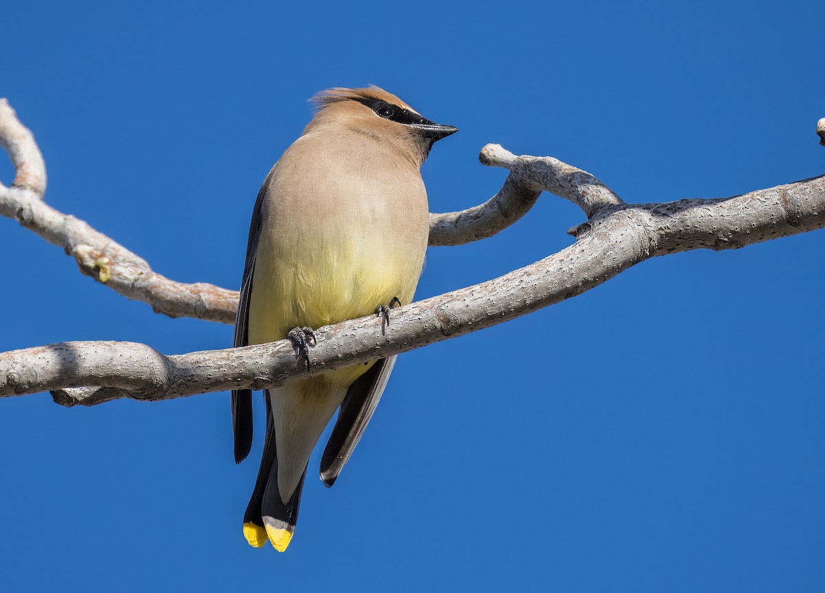 ציצנית אמריקנית - ML650996520