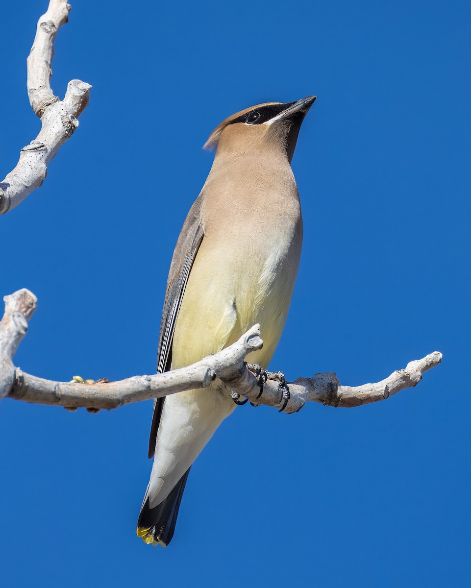 ציצנית אמריקנית - ML650996525