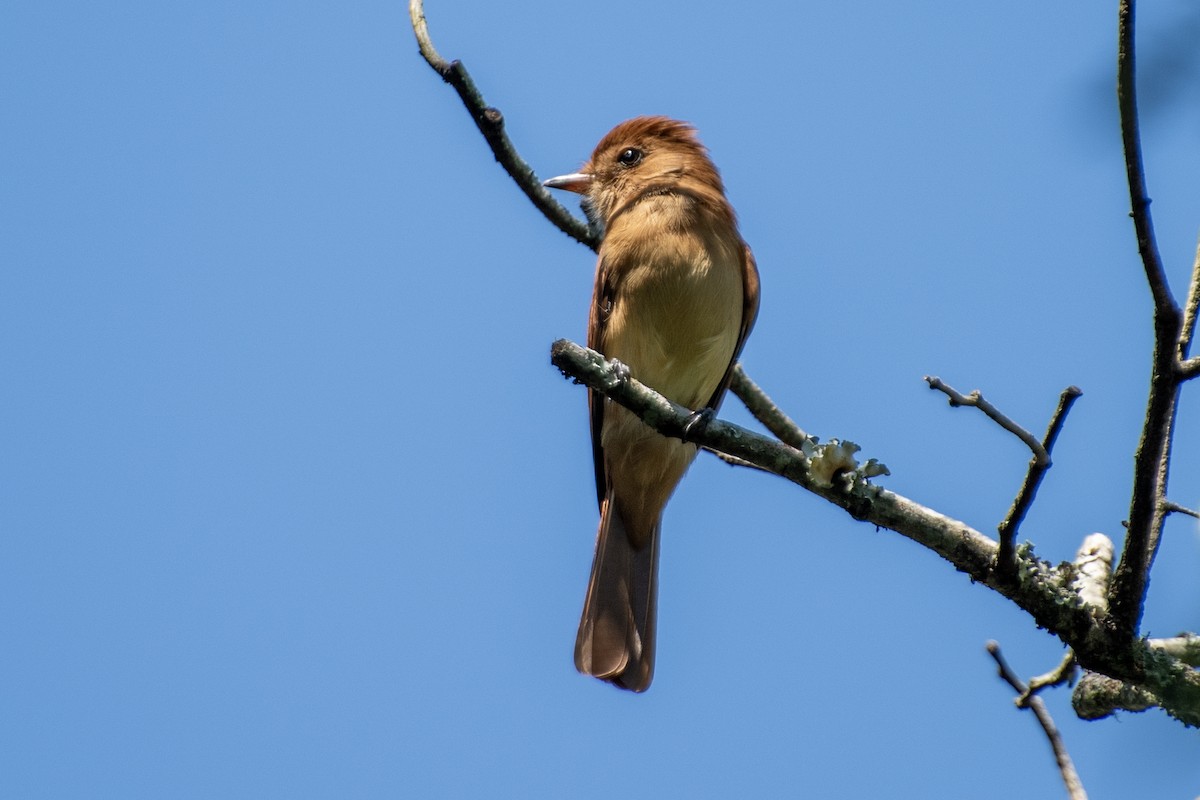 Rufous Casiornis - ML650996530