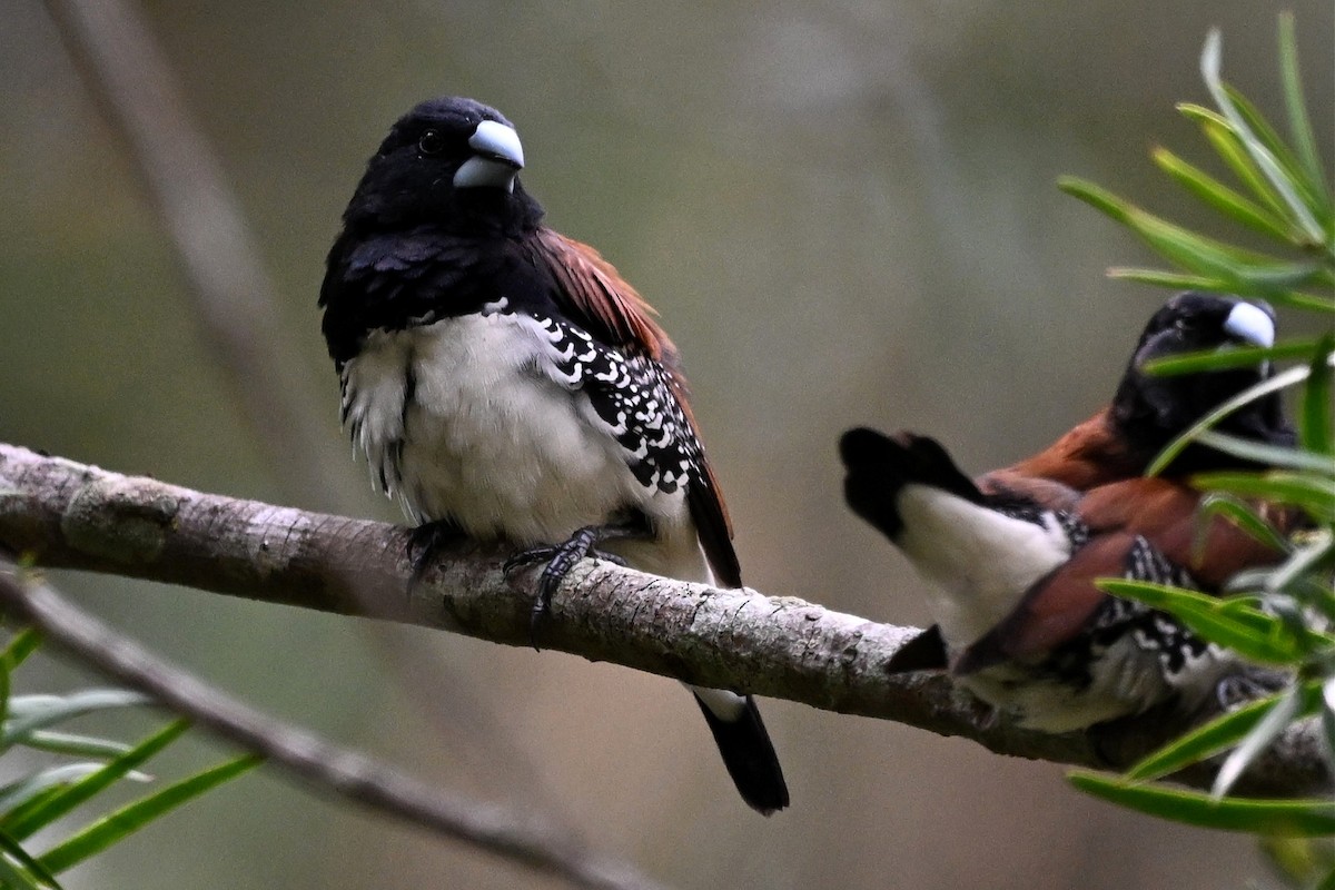 Black-and-white Mannikin (Red-backed) - ML650996616