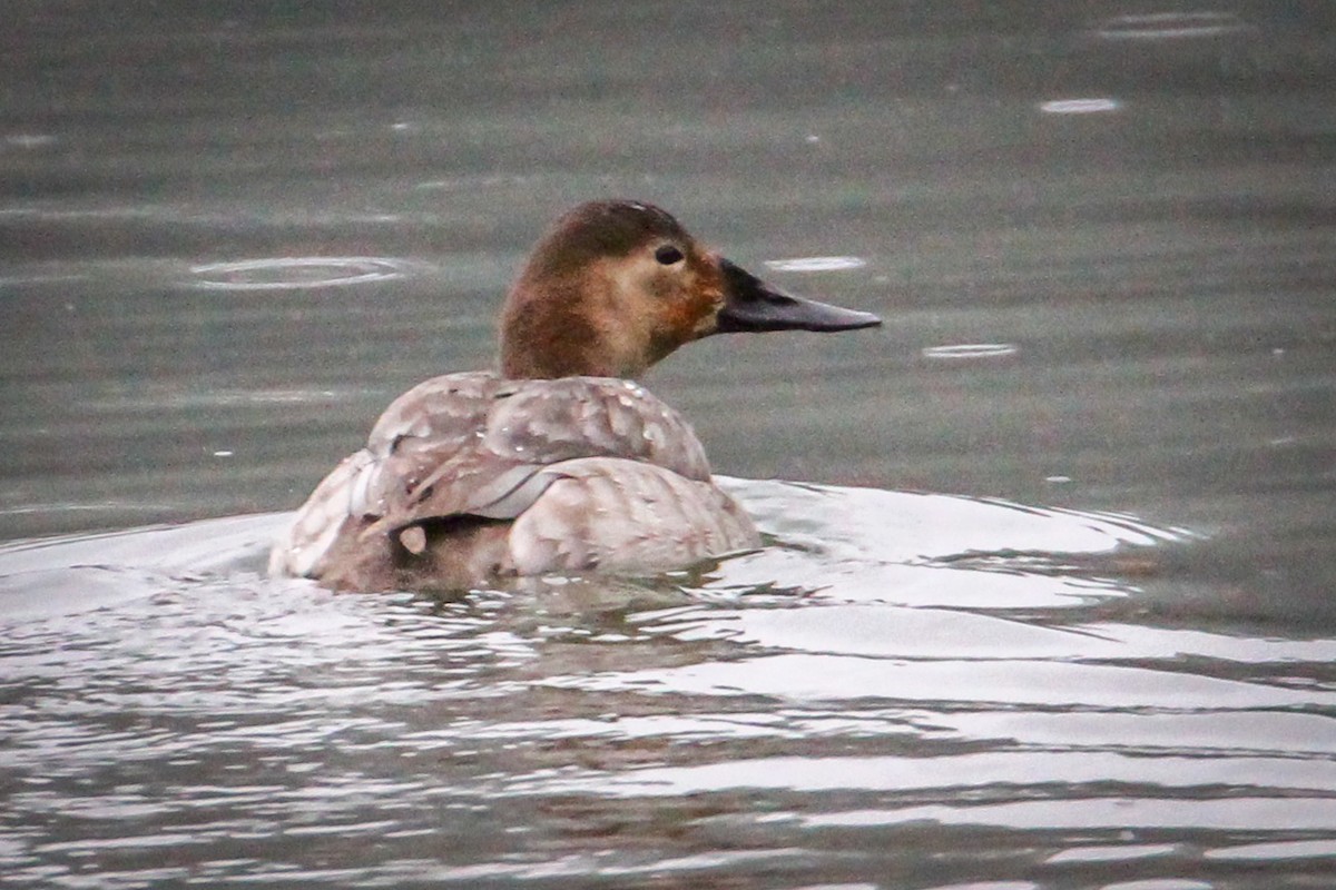 Canvasback - ML650996619