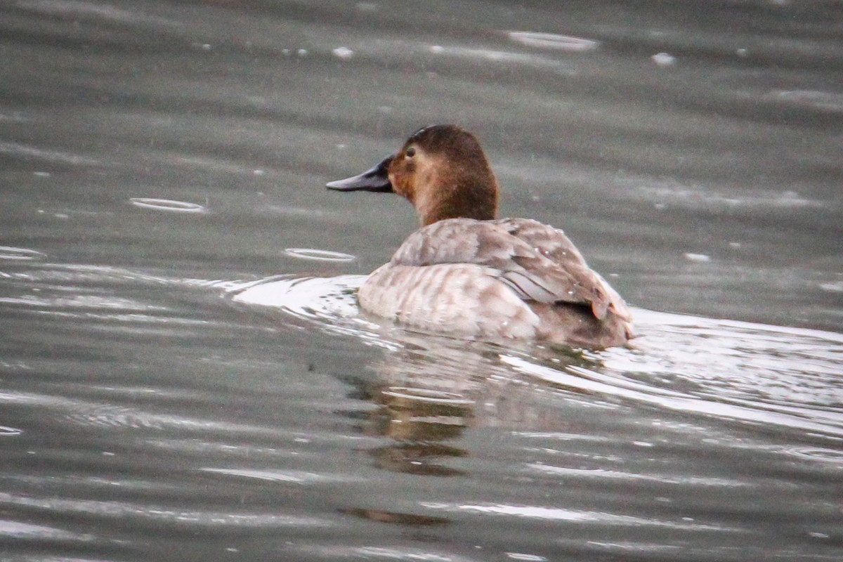 Canvasback - ML650996622