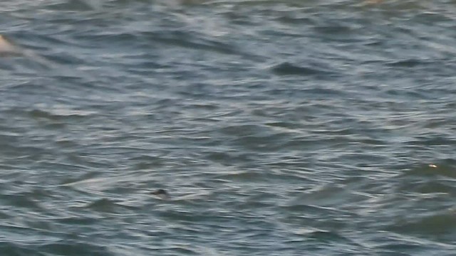 Чернозобая гагара - ML650996648