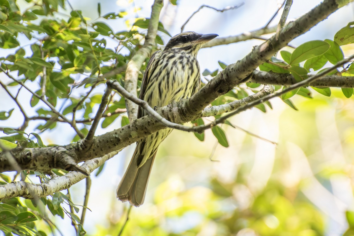 Streaked Flycatcher - ML650996701