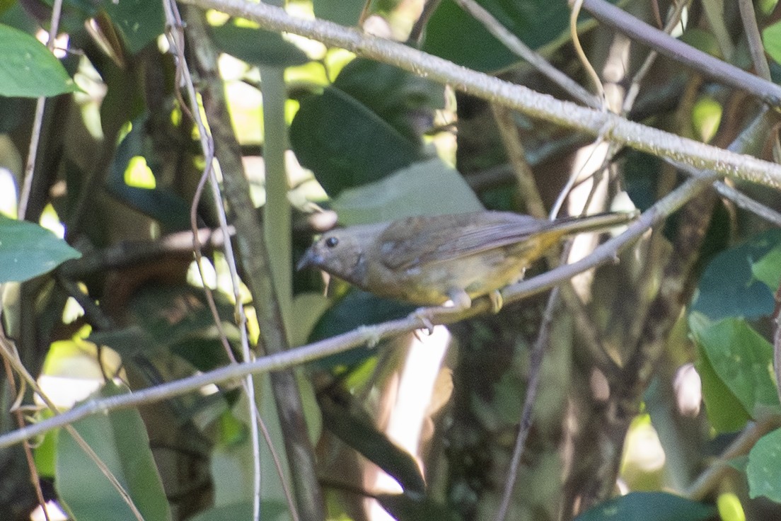 Sooty Grassquit - ML650996731