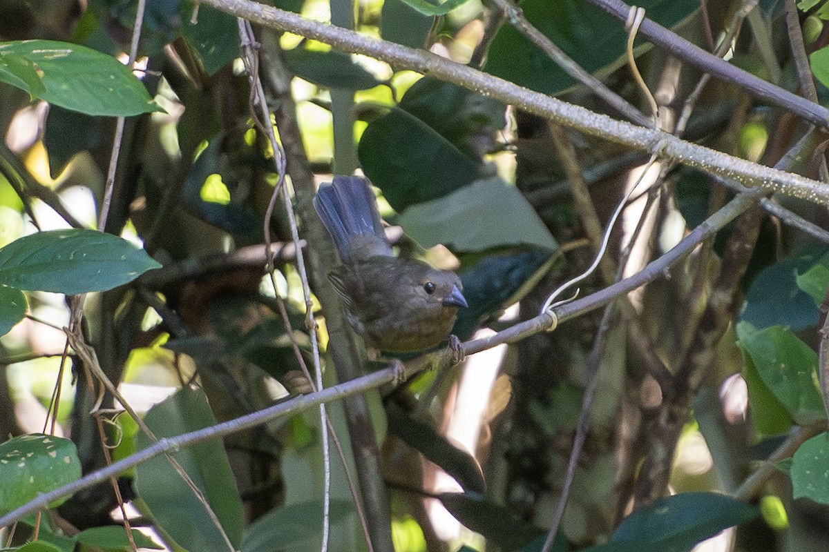 Sooty Grassquit - ML650996733