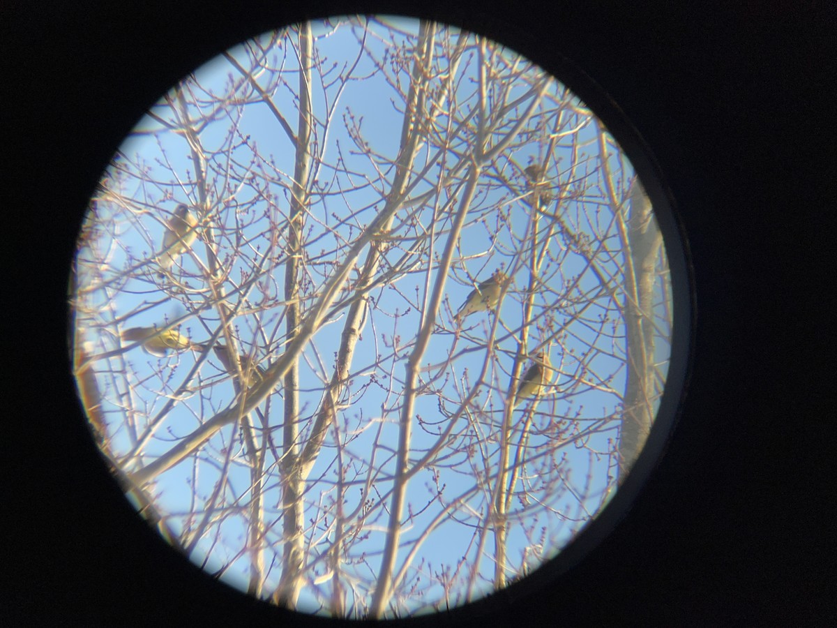 ציצנית אמריקנית - ML650997054