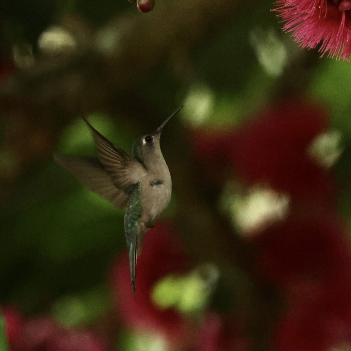 mexicosabelvinge - ML650997247