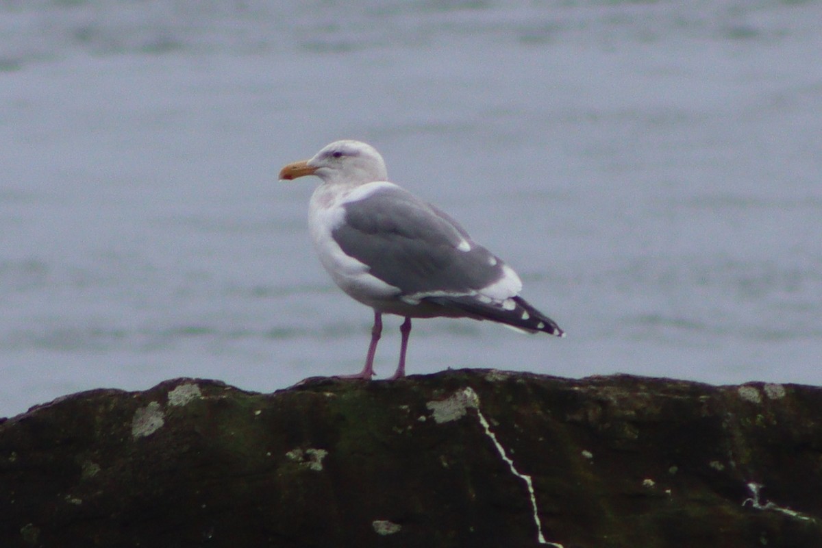 Western Gull - ML650997282