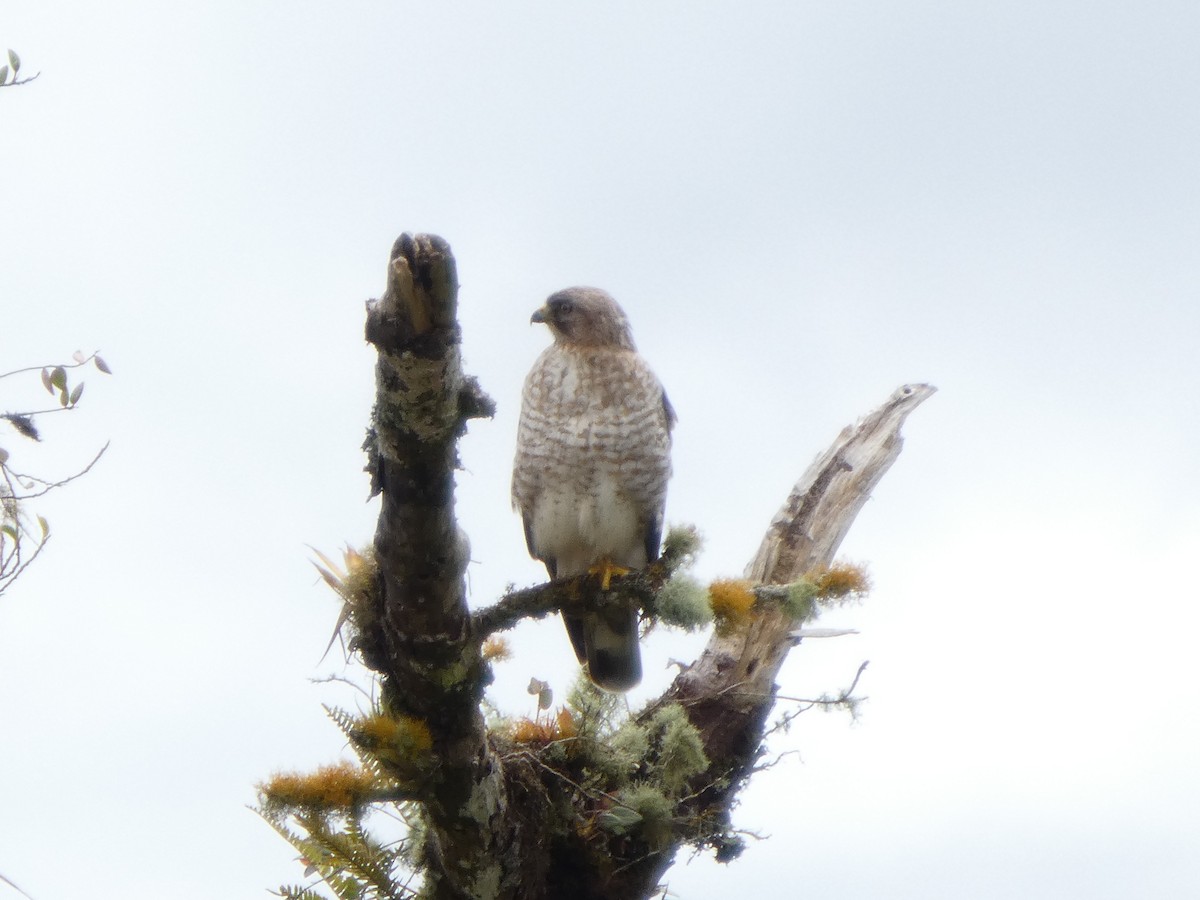 Broad-winged Hawk - ML650997300