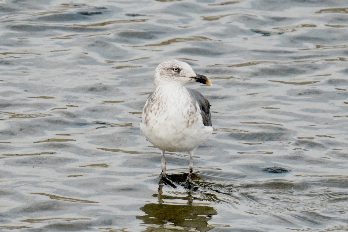 Heringsmöwe - ML650997380