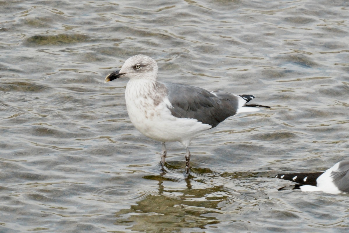 Heringsmöwe - ML650997381