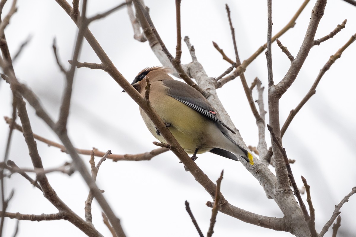 ציצנית אמריקנית - ML650997627