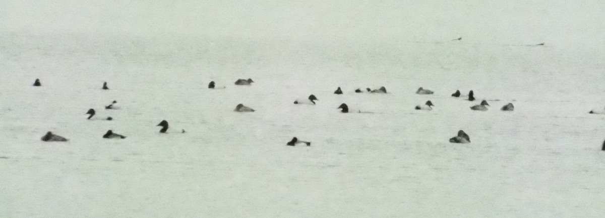 Canvasback - ML650997648