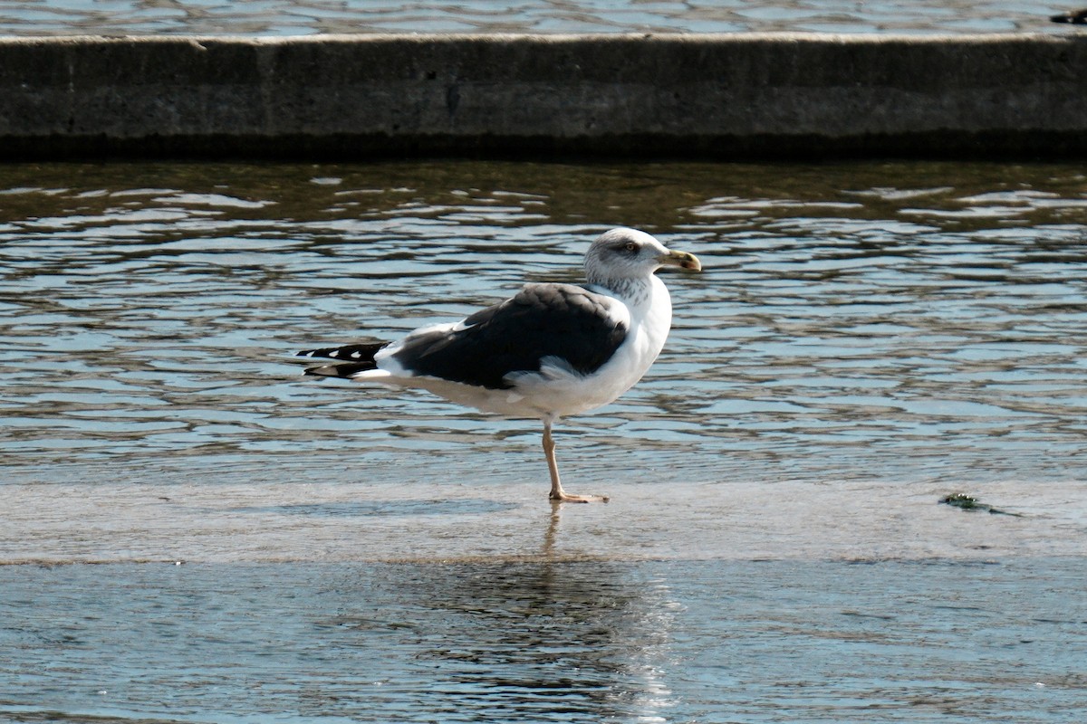 Heringsmöwe - ML650997843