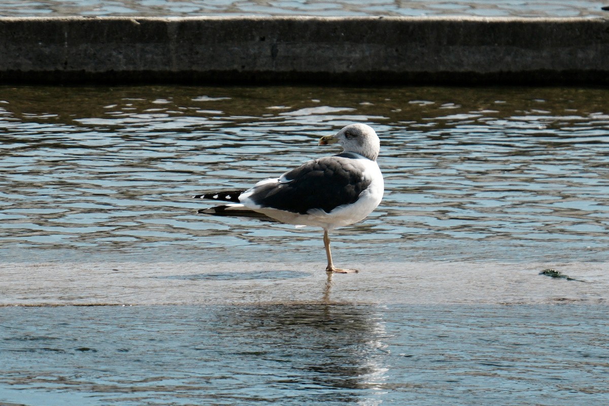 Heringsmöwe - ML650997844