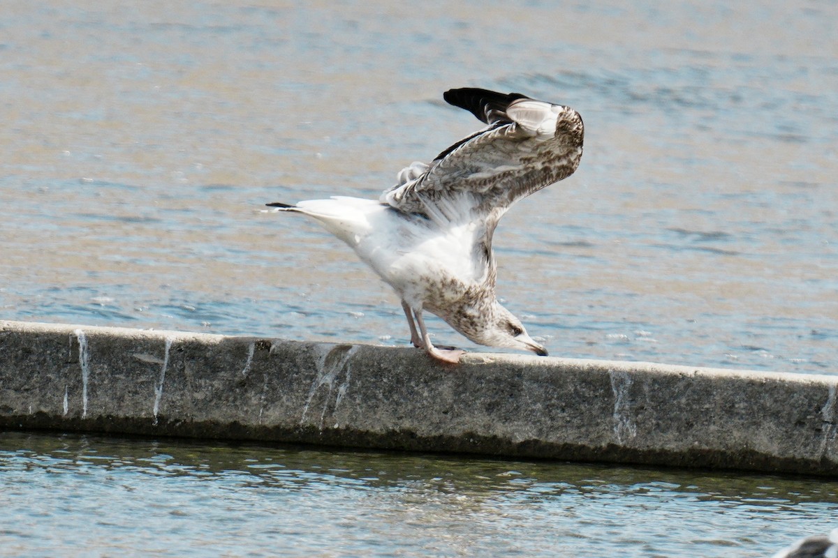 Heringsmöwe - ML650997845