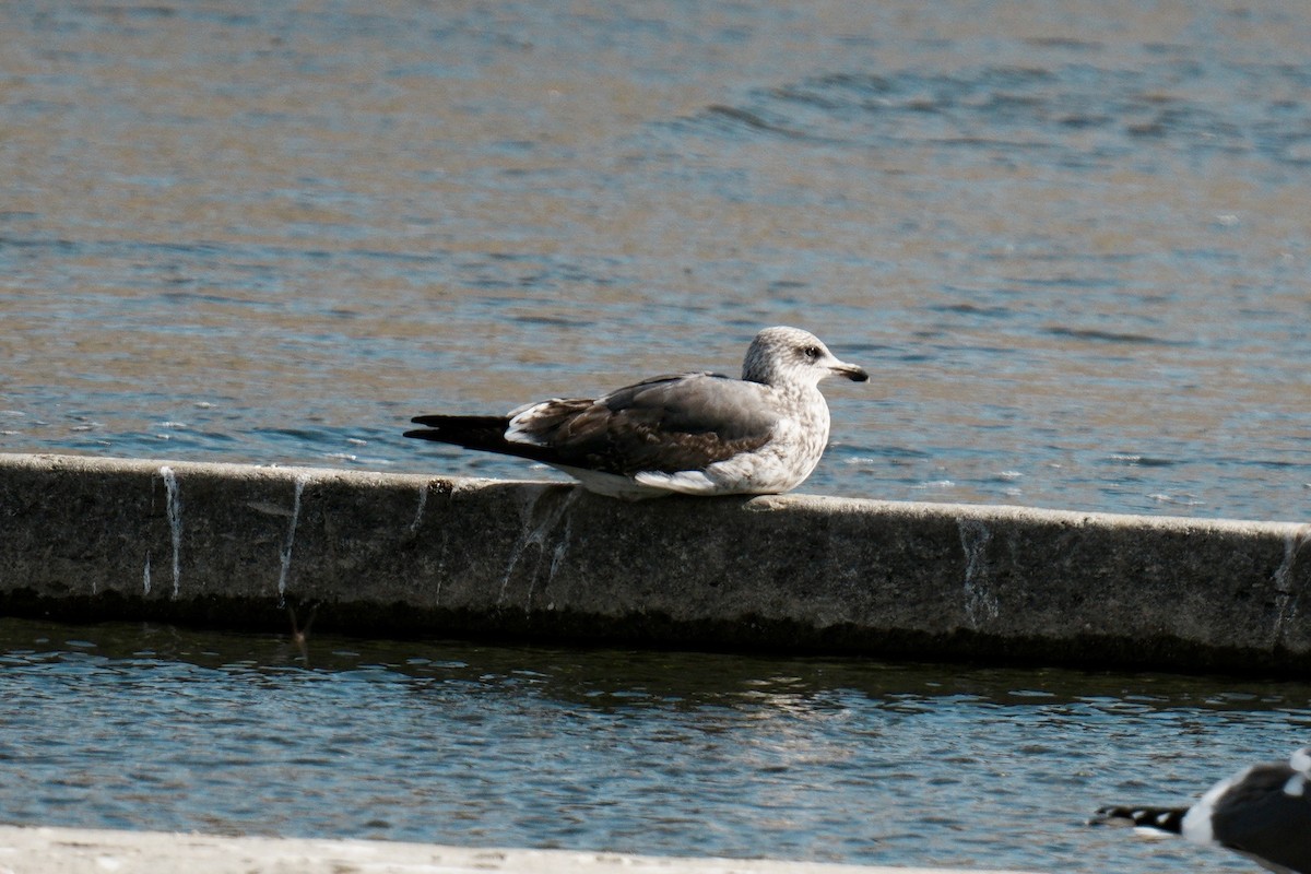 Heringsmöwe - ML650997846