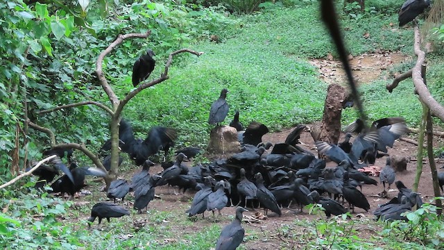 kondor havranovitý - ML650997864